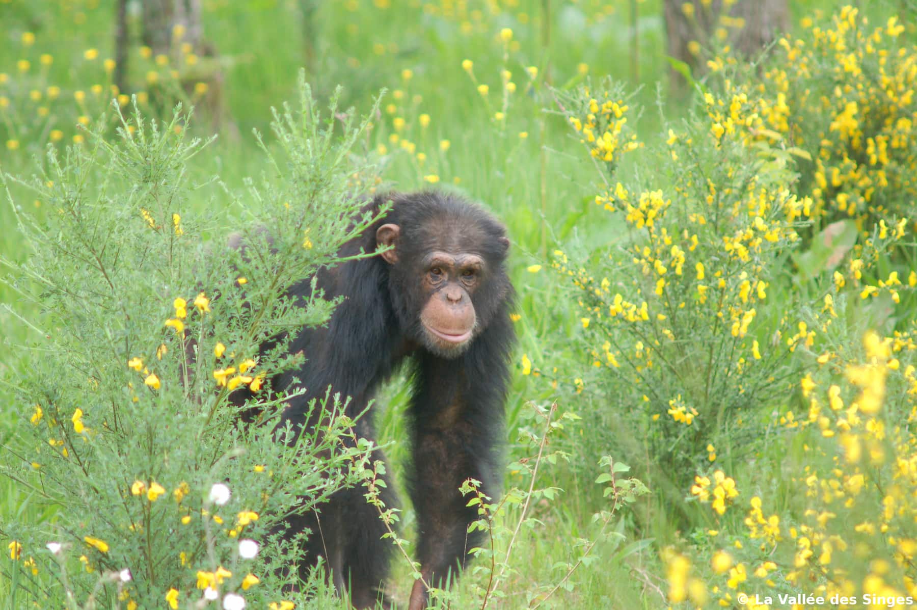 Chimpanzé parc animalier la Vallée des Singes
