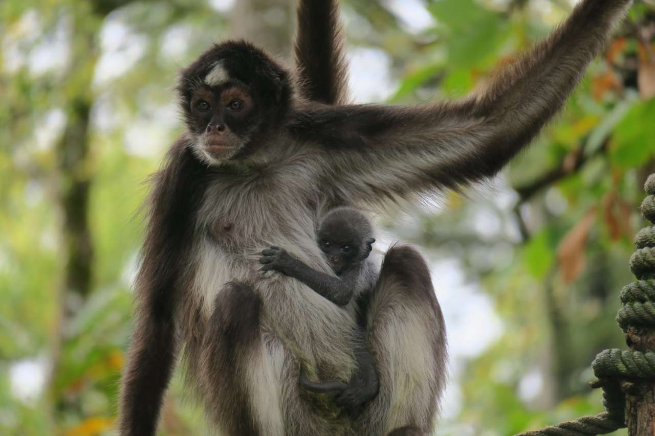 Singe Aux Longs Bras En 5 Lettres
