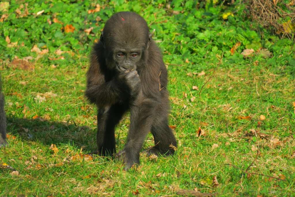 Territoire N 7 Parc Animalier De La Vallee Des Singes