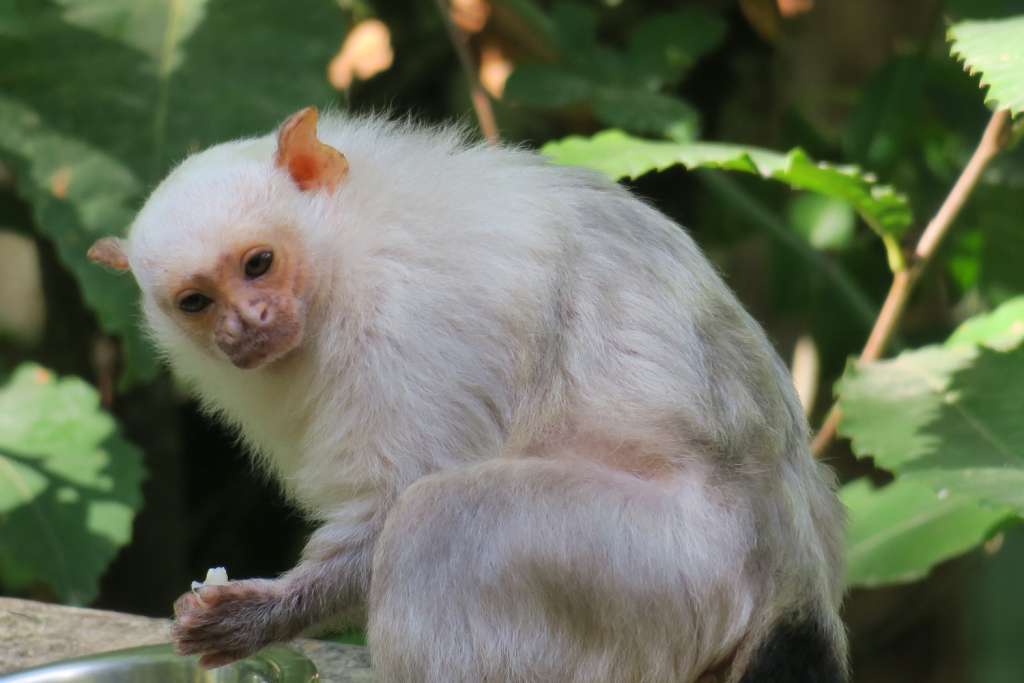 Territoire N 17 Parc Animalier De La Vallee Des Singes Territoire N 17 Parc Animalier De La Vallee Des Singes