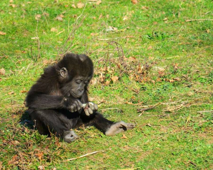 Naissance Ivindo Bebe Gorille La Vallee Des Singes