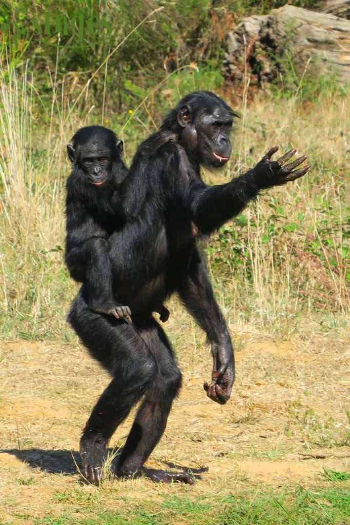 Bonobo de la Vallée des singes, parc zoologique et animalier près de Poitiers (86) dans le Poitou-Charentes (Nouvelle-Aquitaine)