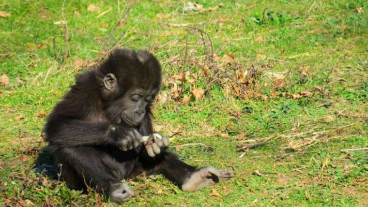 Bébé Gorille Parc Animalier de La Vallée des Singes Nouvelle Aquitaine