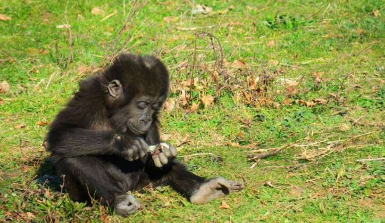 Bébé Gorille Parc Animalier de La Vallée des Singes Nouvelle Aquitaine
