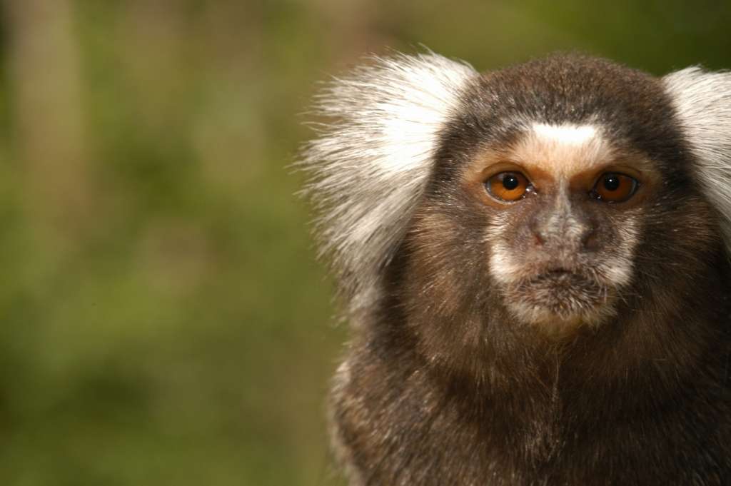 Territoire N 17 Parc Animalier De La Vallee Des Singes Territoire N 17 Parc Animalier De La Vallee Des Singes