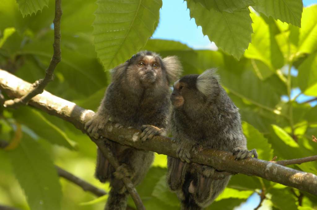 Territoire N 17 Parc Animalier De La Vallee Des Singes Territoire N 17 Parc Animalier De La Vallee Des Singes