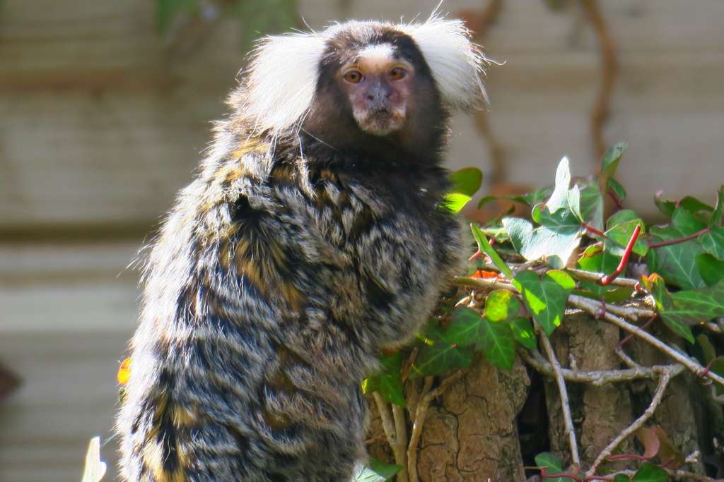 Territoire N 17 Parc Animalier De La Vallee Des Singes Territoire N 17 Parc Animalier De La Vallee Des Singes