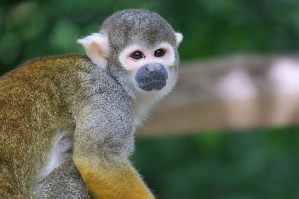 Territoire N 1 Parc Animalier De La Vallee Des Singes Territoire N 1 Parc Animalier De La Vallee Des Singes
