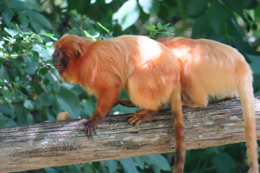 Territoire N 1 Parc Animalier De La Vallee Des Singes