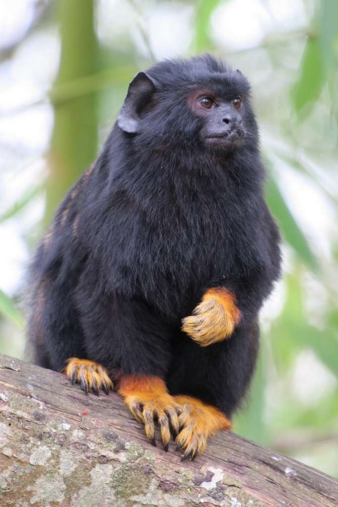 Tamarin mains rousses de la Vallée des singes, parc zoologique et animalier près de Poitiers (86) dans le Poitou-Charentes (Nouvelle-Aquitaine)