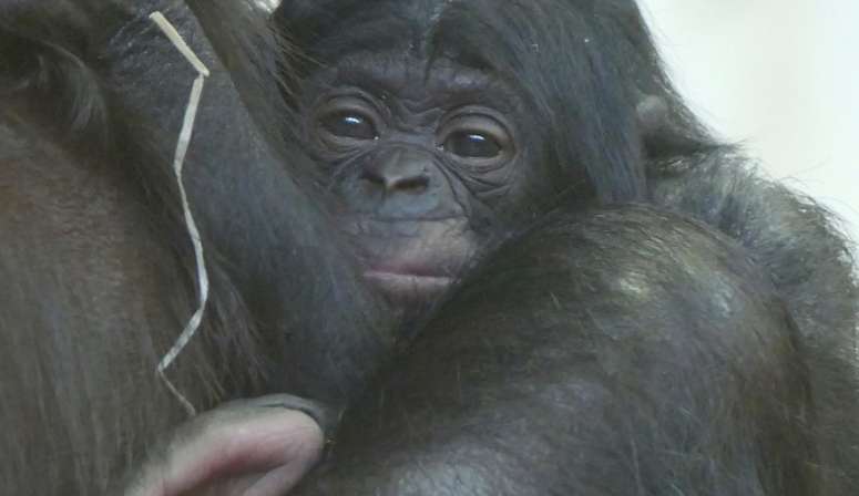 La Vallée des Singes - Parc Animalier Nouvelle aquitaine Axe paris à Bordeaux à proximité du Futuroscope