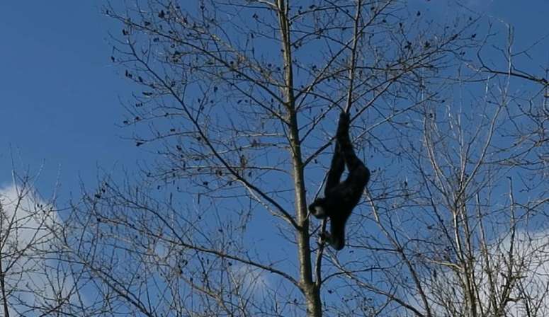 Gibbon - Vallée des Singes - parc zoologique - Vienne (86) - Proche Futuroscope - Nouvelle Aquitaine
